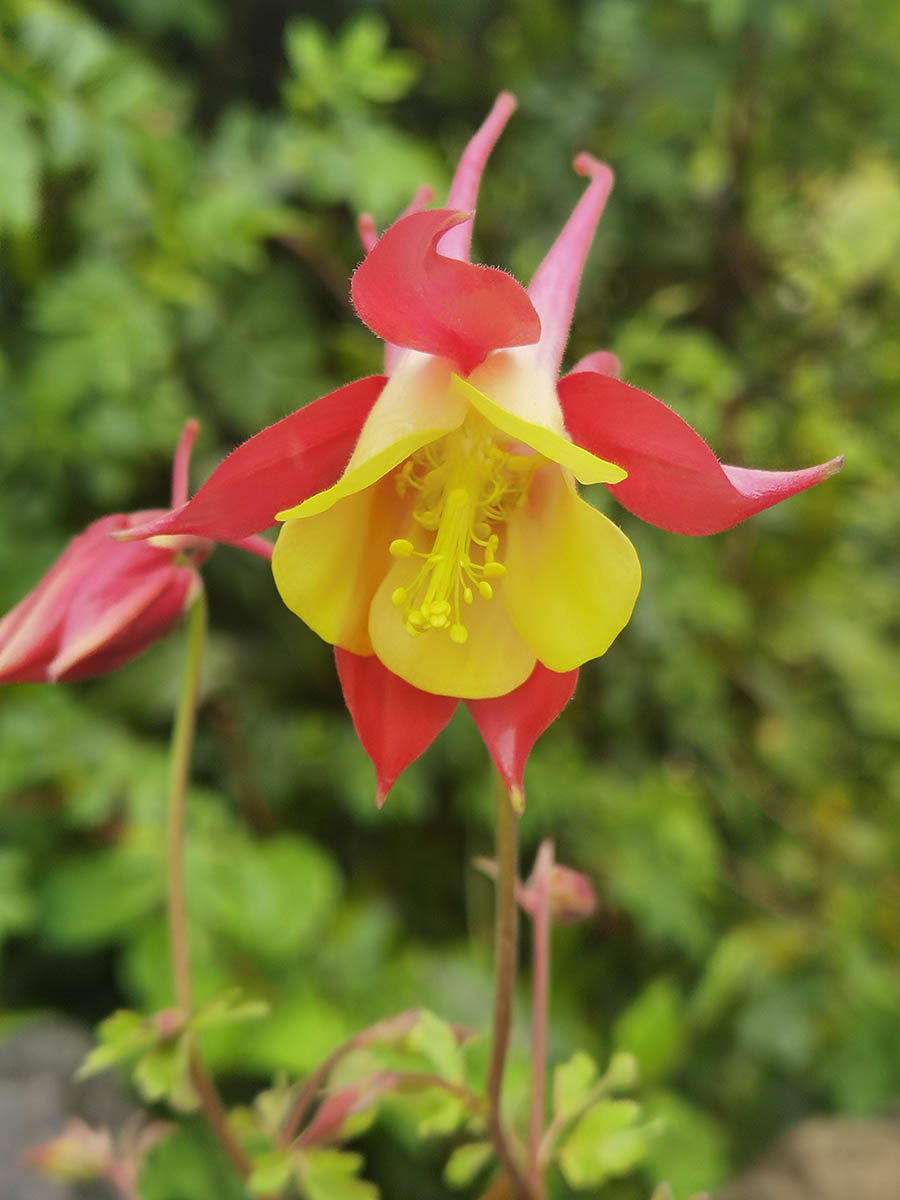Aquilegia Caerulea 'Koralle'